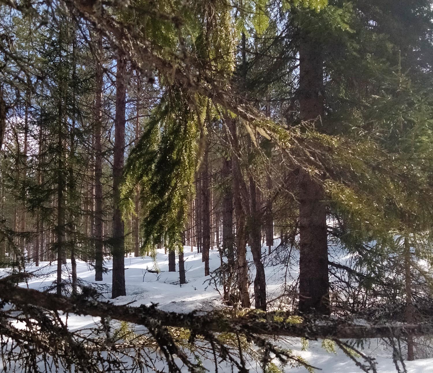 Bild av snötäckt skog. Solen lyser in mellan träden.