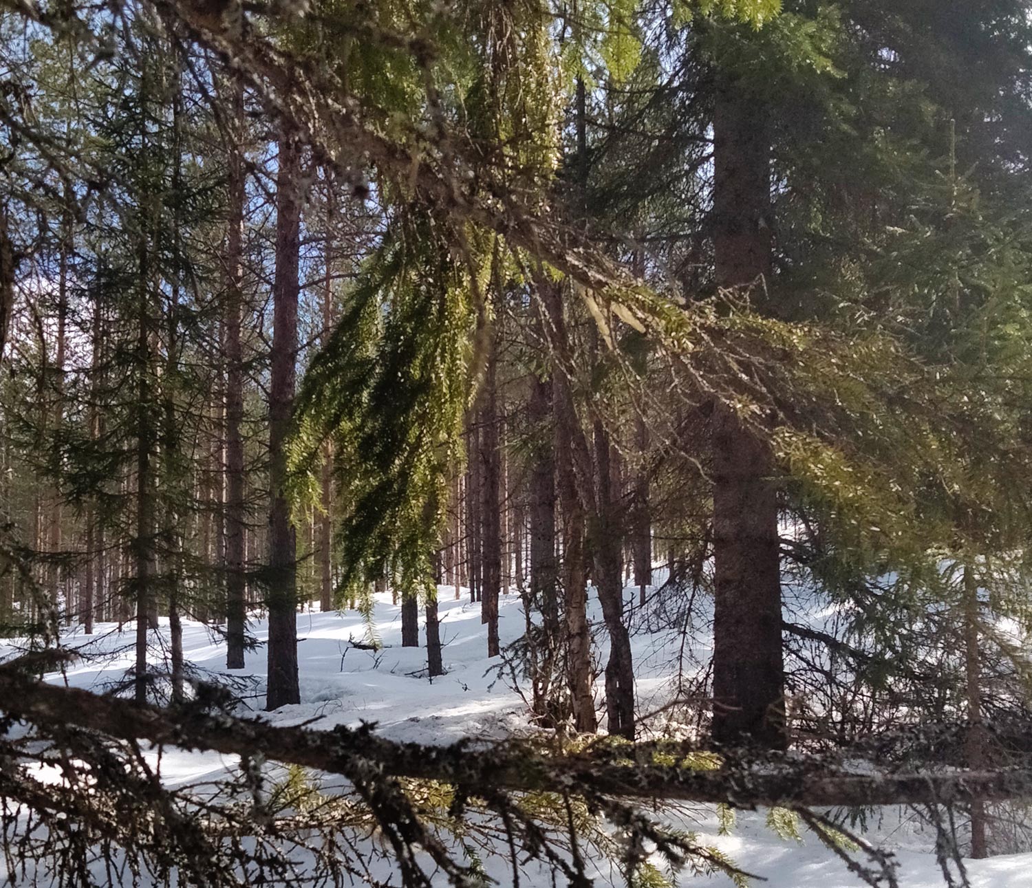Bild av snötäckt skog. Solen lyser in mellan träden.