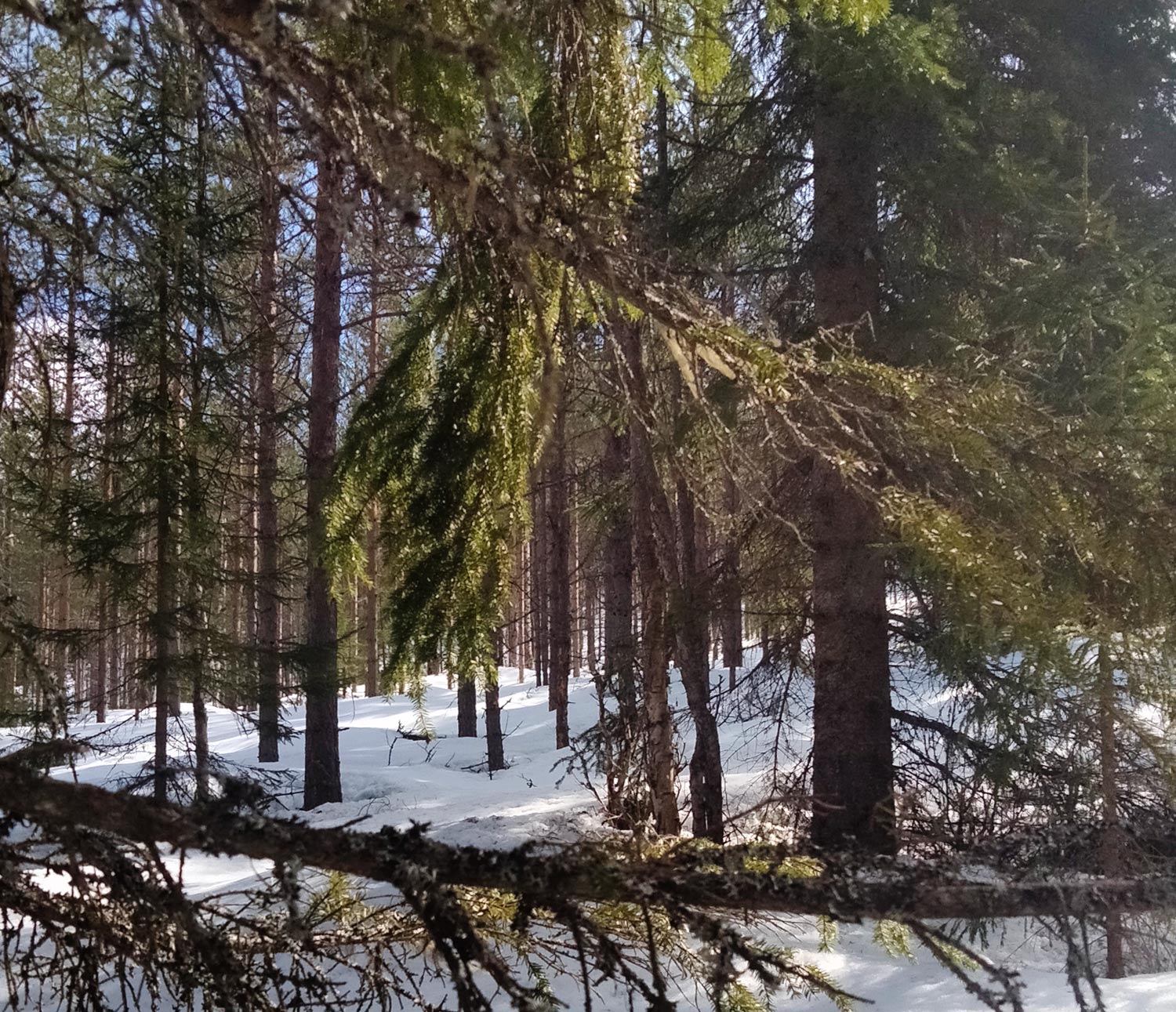 Picture of a snow-covered forest. The sun shines in through the trees.