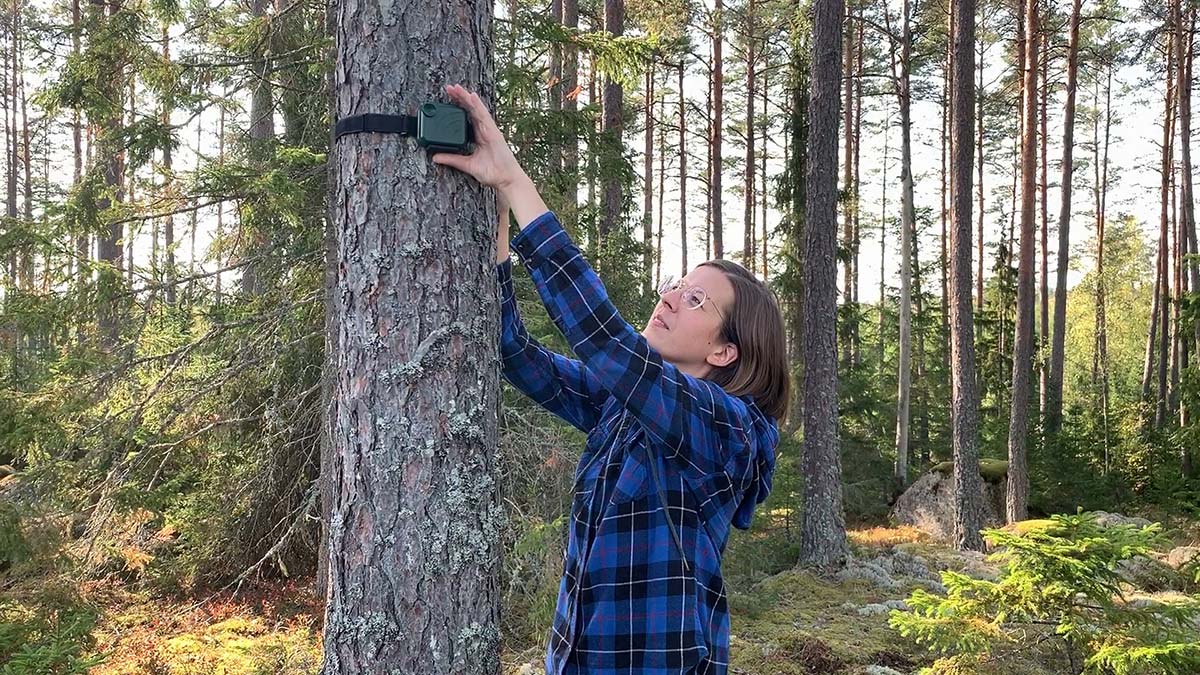 Picture of a woman in a forest. The woman is attaching a green object, a trail camera, on the trunk of a tree. 