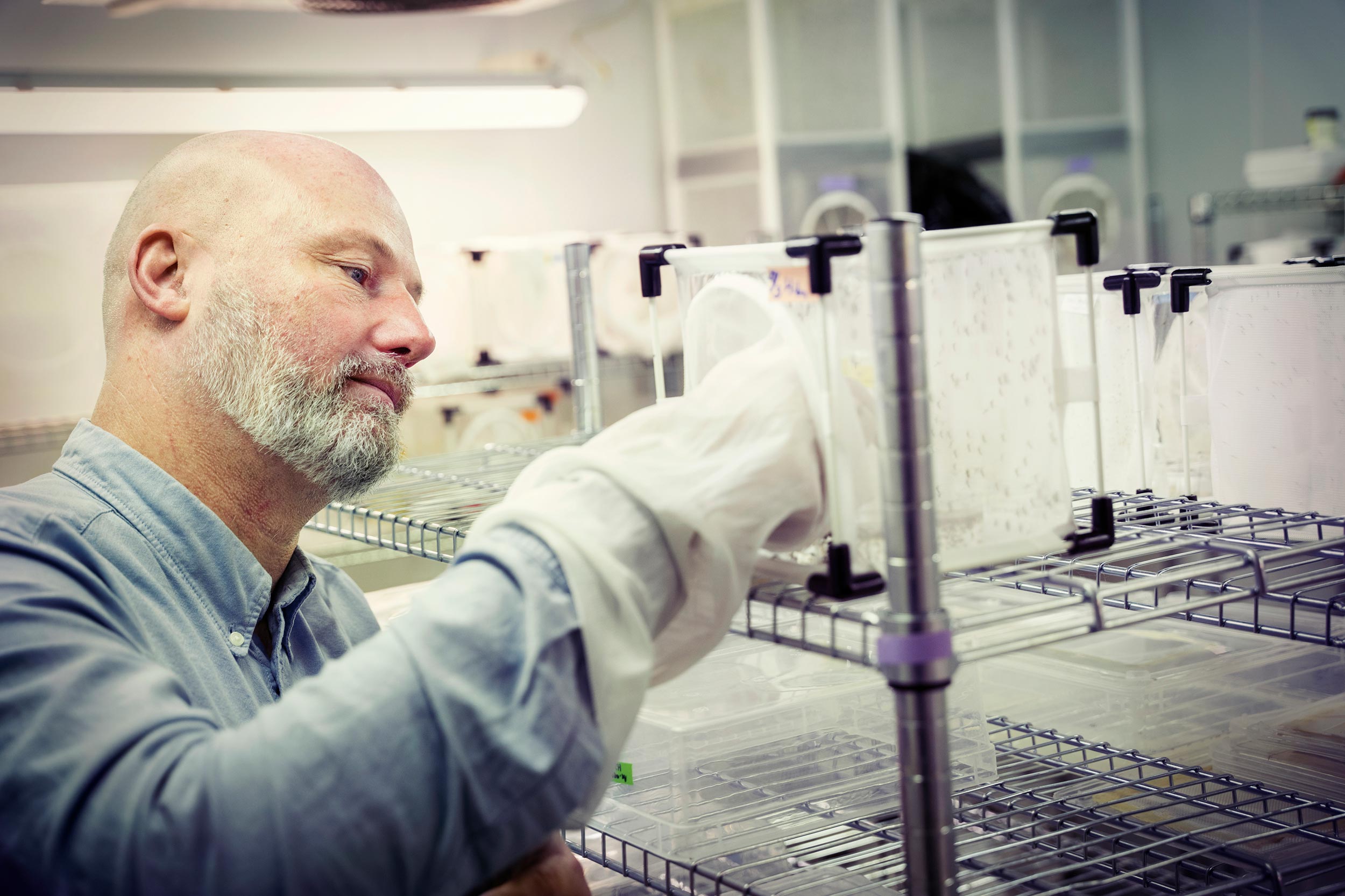 Picture of Rickard Ignell with his arm inside a white net cage with mosquitoes.