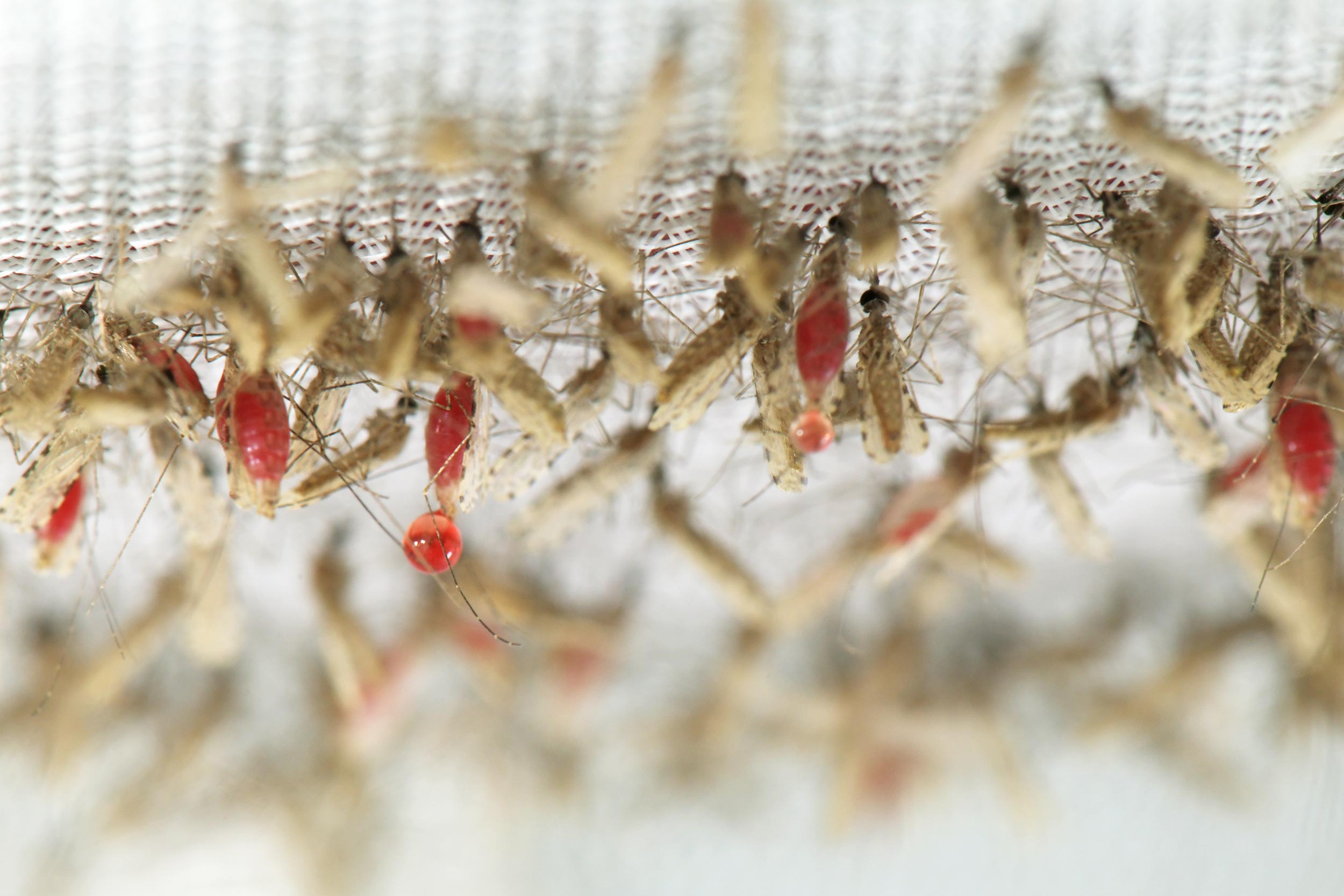 Bild av myggor som sitter högst upp i en nätbur och matas med blod. Man ser att deras magar är röda och fyllda.