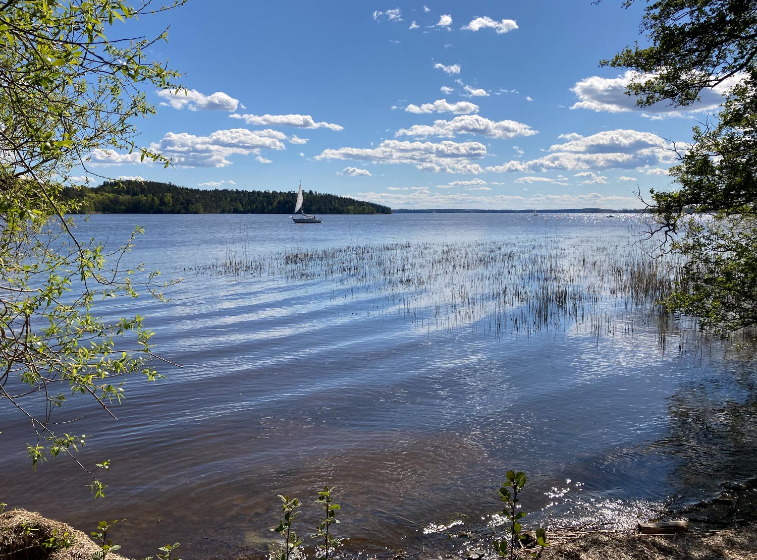 Bild på en sjö i solsken. I förgrunden vass och träd vid sjökanten. Ute på sjön syns en segelbåt.