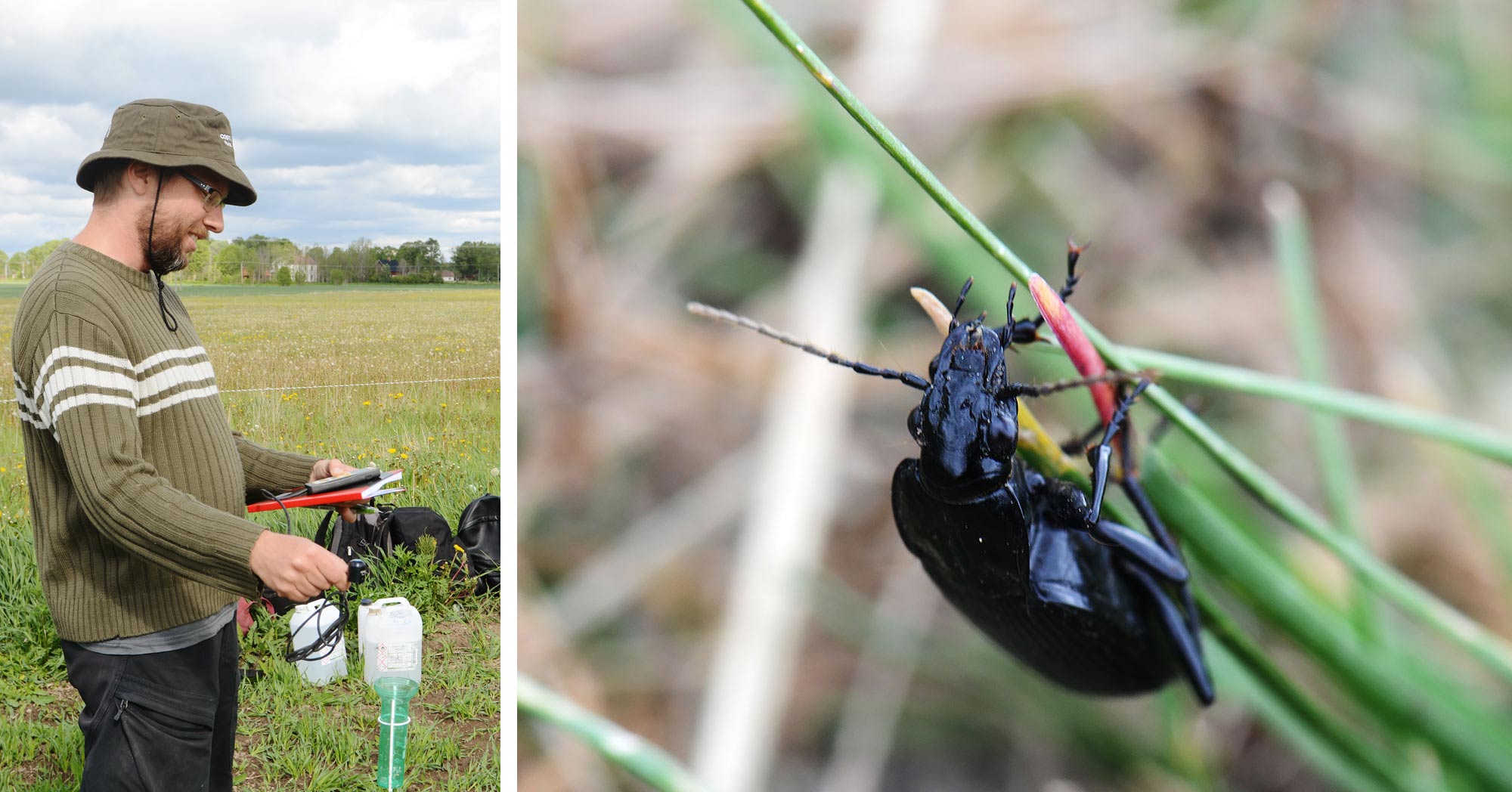Two pictures, one showing Mattias Jonsson out on fieldwork, one closeup of a black shiny beetle. 