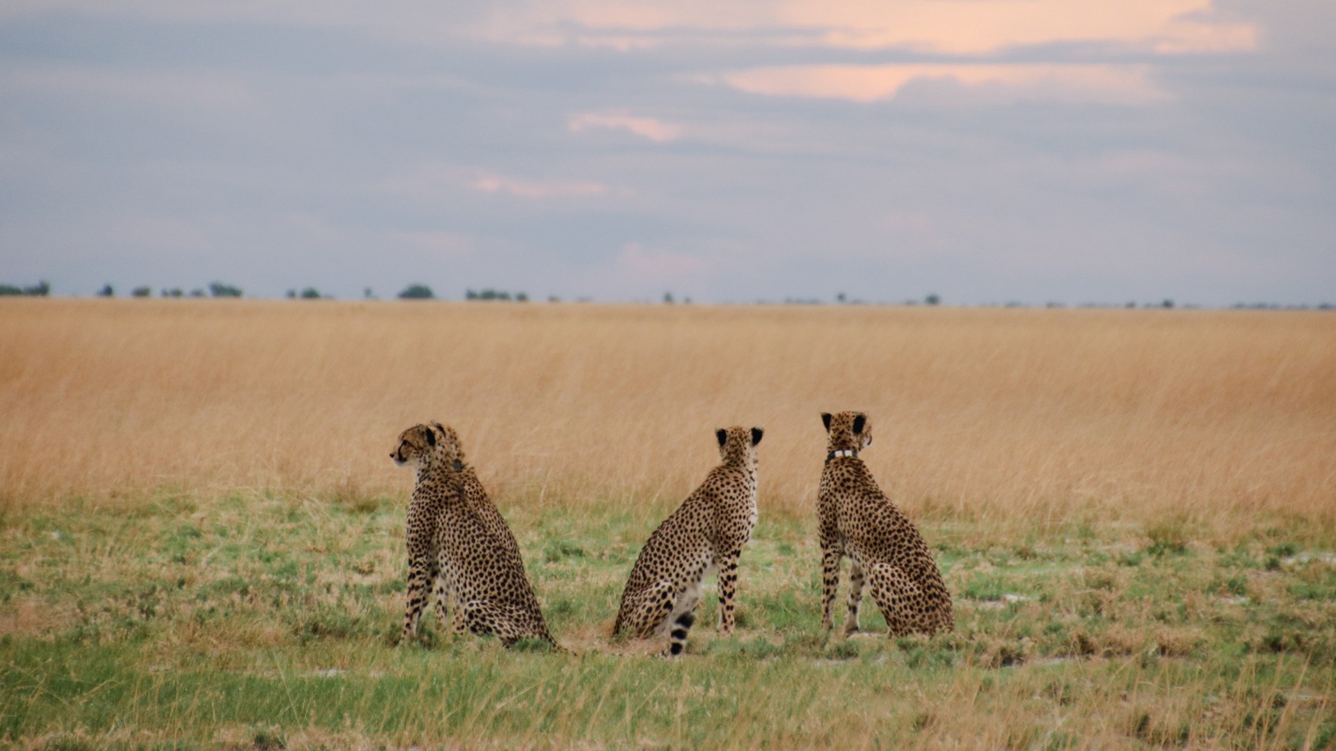Tre geparder tittar på solupgången.