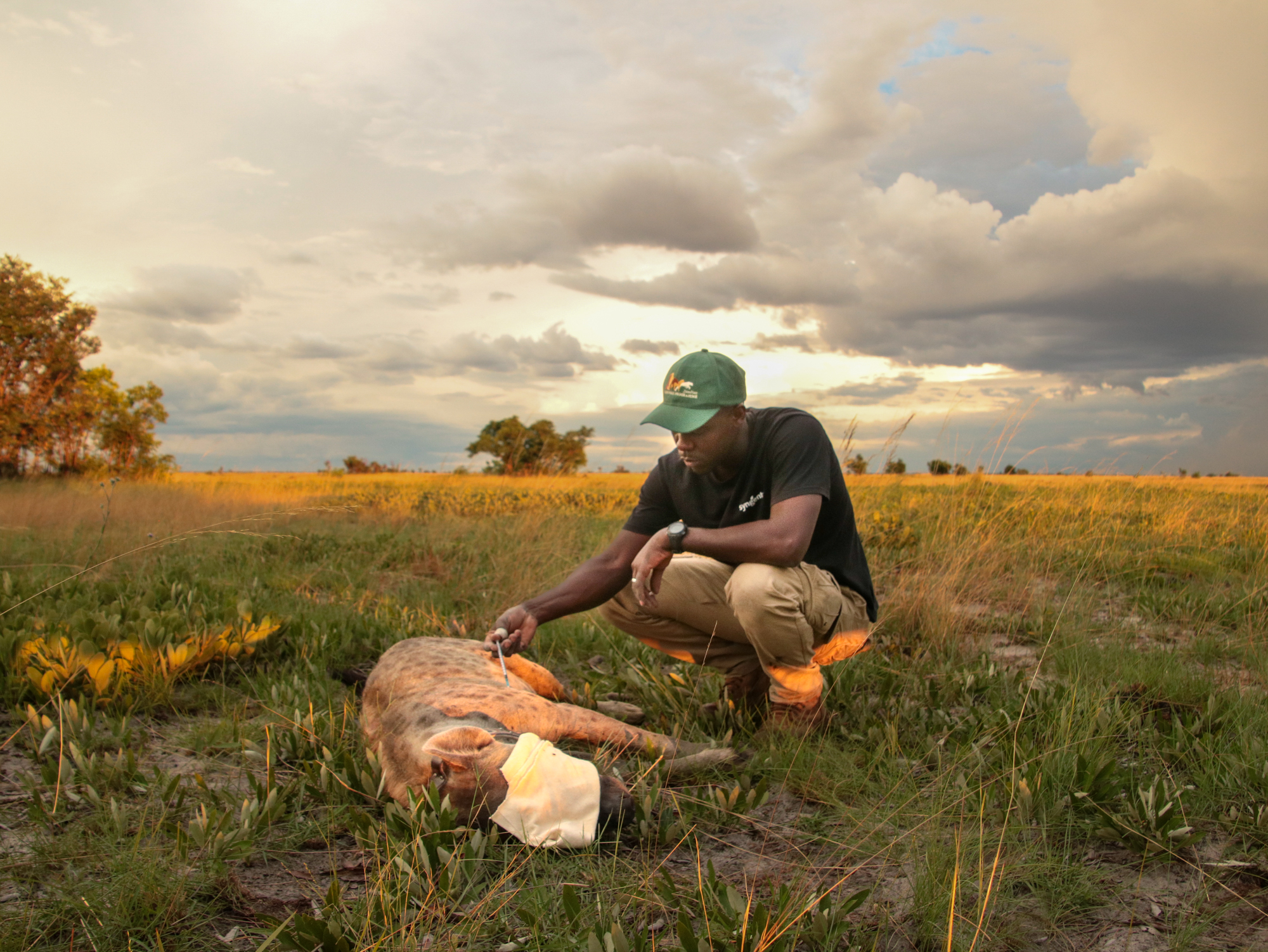 A man gives an anaesthetised hyena a shot.