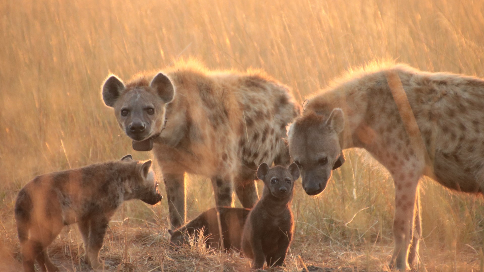 En grupp hyenor fotade i gyllene ljus.