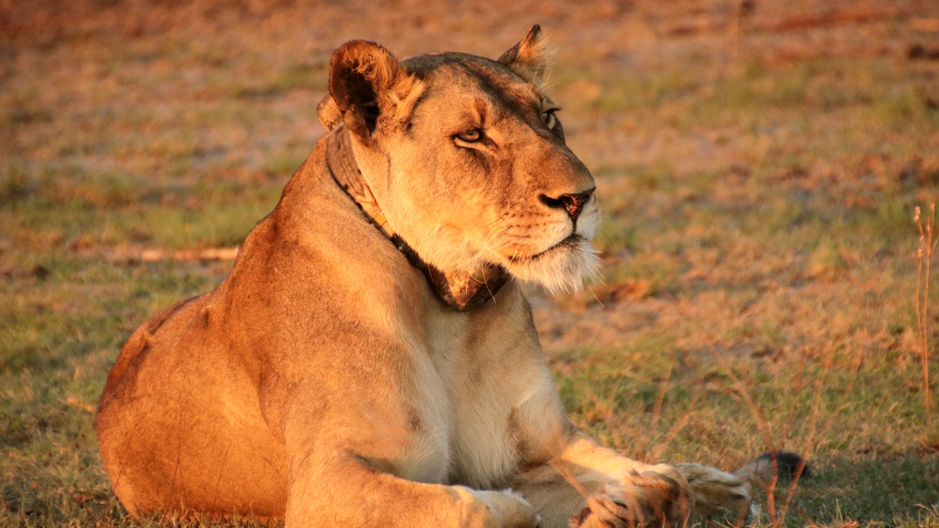A lion photographed in golden light.