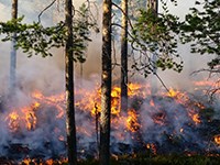 Skogsbrand, Järkvissle. Foto: Anders Granström