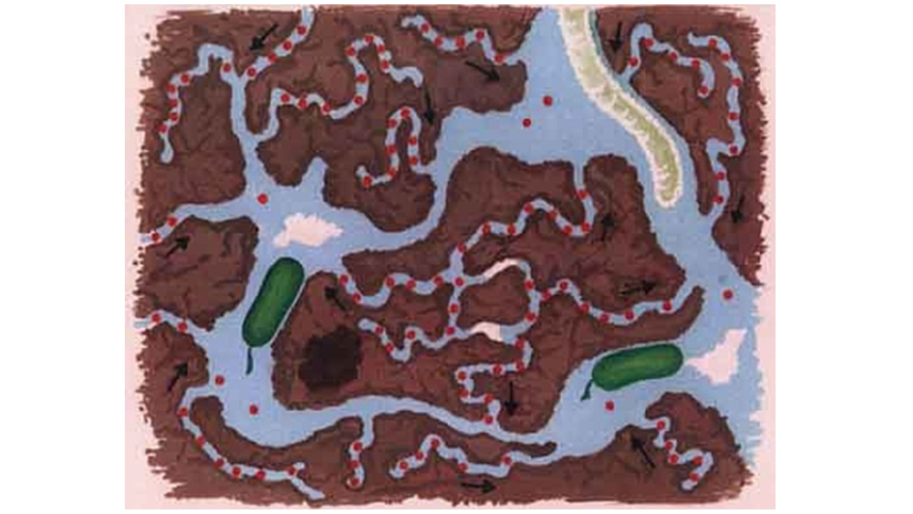Schematic view of soil pores
