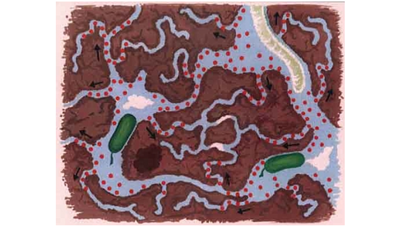 Schematic view of soil pores
