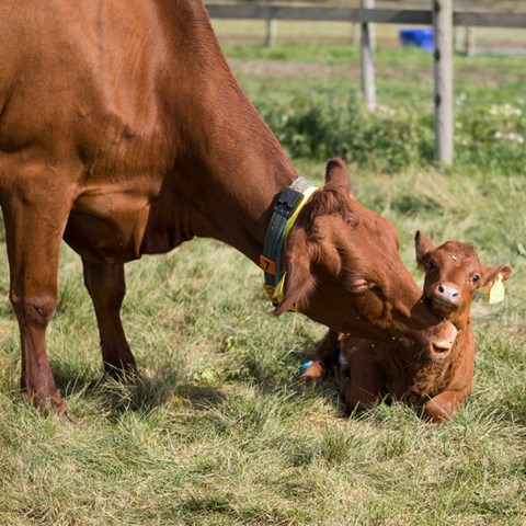 Ko med kalv som ligger i gräset. Foto.