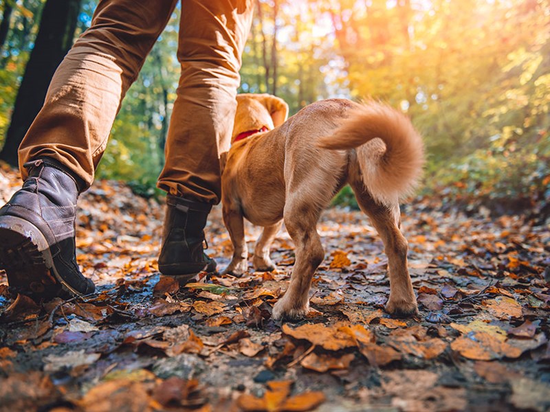 A person and a dog in an autumn forest. Photo.