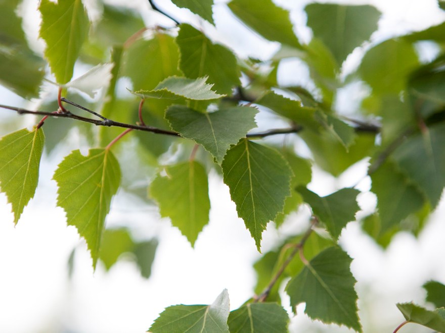 Birchleaves, close-up. Photo