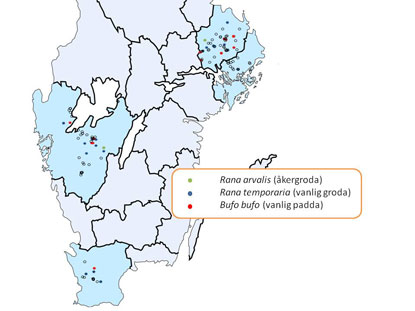 Karta över provtagningsställen för grodyngel. Källa: Gunnar Carlsson, SLU.