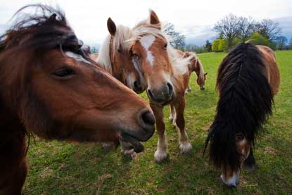 Betande hästar blir en allt vanligare syn i det svenska jordbrukslandskapet. Foto: Erik Cronvall, SLU.