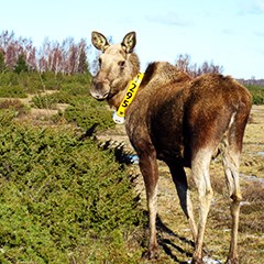 Älgko på Öland med ett GPS-halsband. Foto: Fredrik Stenbacka, SLU