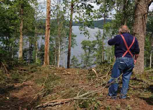 Gallring av naturbetesmark, projektet Lövsuccé. Foto: Therese Helgesson