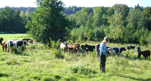 Fältinventering av betesmark. Foto: Anna Allard, SLU