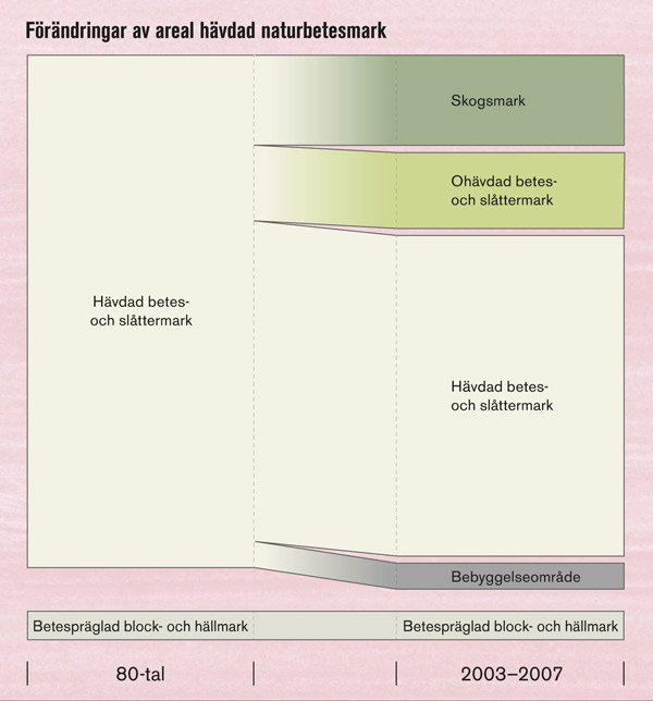 Förändringar av areal hävdad naturbetesmark. Källa: Pernilla Christensen, NILS