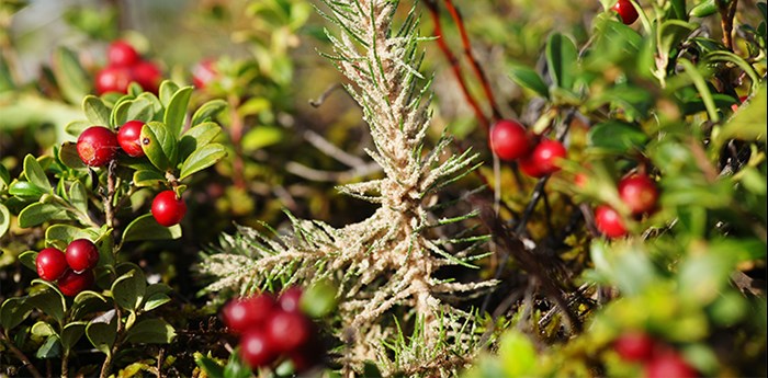 Snytbaggeskyddet Conniflex täcker nederdelen av granplantans stam.