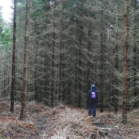 Person in coniferous forest. Photo.