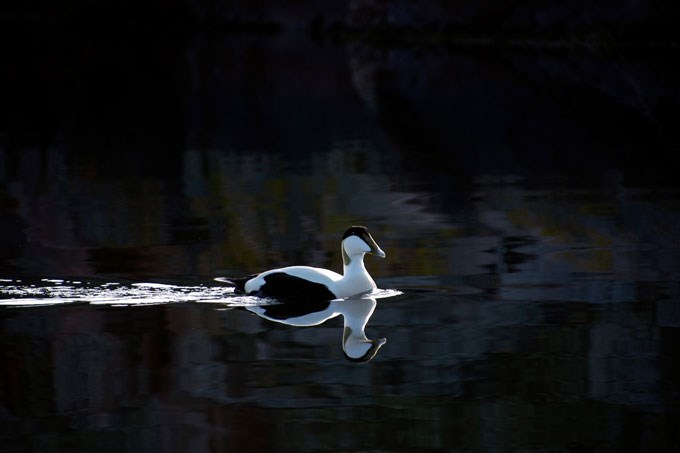 Common eider. Photo.