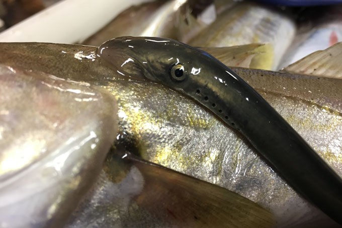 Lamprey on fish. Photo.