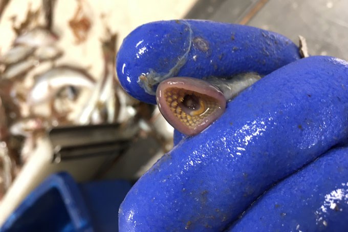 Mouth of lamprey. Photo.