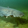 Catfish