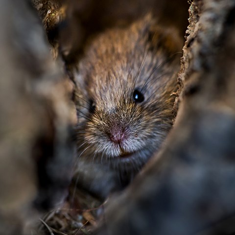 A bank vole looking into the camera.