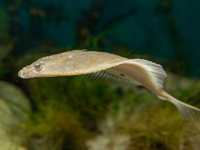 The flounder Platichthys flesus. Foto.