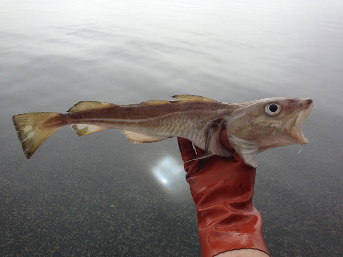 Meager cod Gadus morhua. Photo.