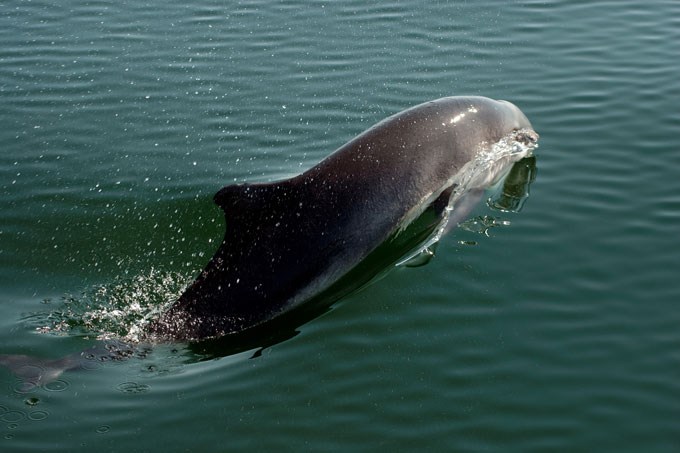 Baltic Sea harbour porpoise. Photo.