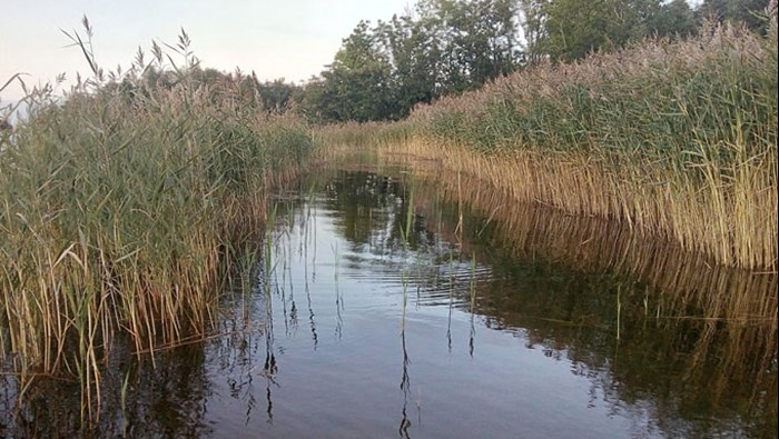 water channel in a dense reed belt. Photo.