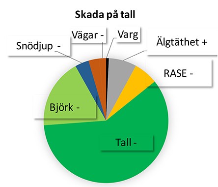 Figur 4. Den relativa betydelsen av olika faktorer (snödjup, förekomst av vägar och vargrevir, tillgänglighet (andel) av tall, björk och RASE (rönn, asp, sälg och ek), för att förklara variationen i skadenivå på tall för totalt 1480 inventeringsrutor av Äbin under åren 2015-2017. Plus och minustecken anger vilken typ av påverkan (positiv eller negativ) som respektive faktor hade på skadenivån.