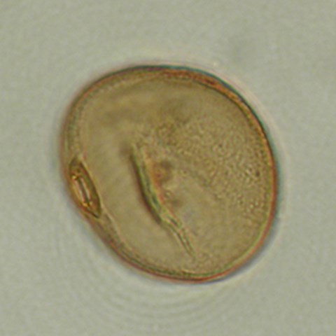 Fossilt pollen