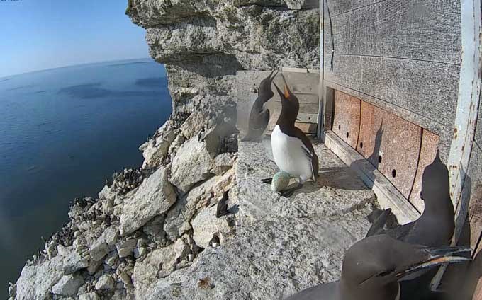 Common murre. Photo.