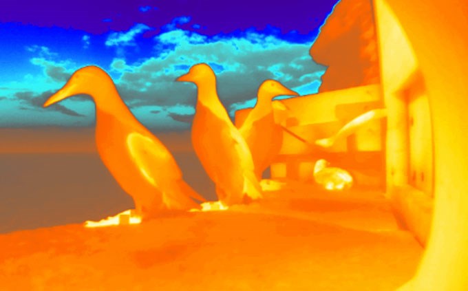 Thermal camera image of common murres. Illustration.