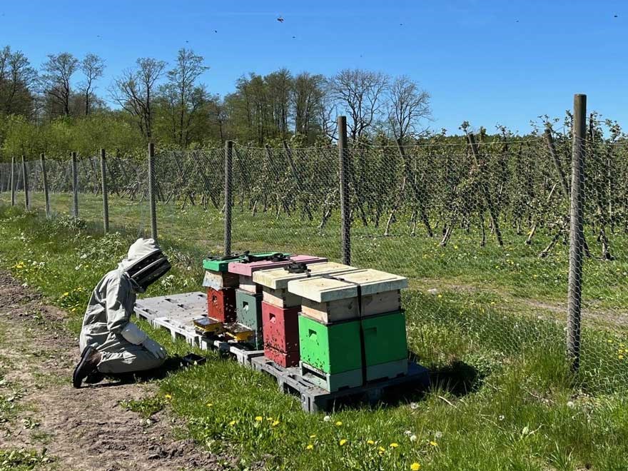 Pollenprovtagning. Foto.