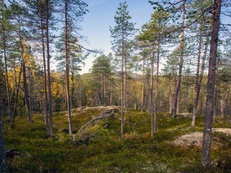 Gles tallskog i Björnlandets nationalpark. Foto.
