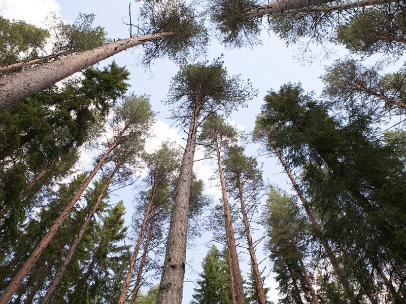 Forest at Svartberget Research Station. Photo.