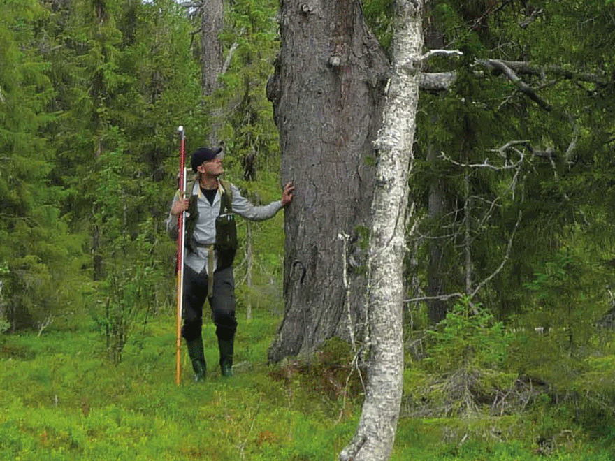 A man in a forest