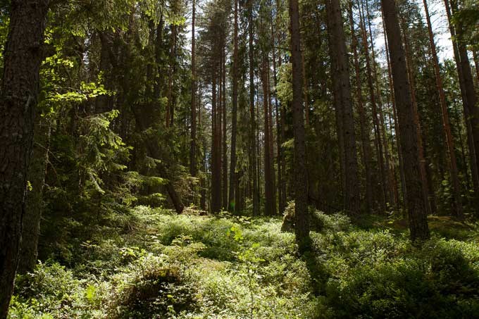 Barrskog. Foto.