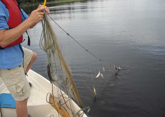 Net sampling of coastal fish. Photo.