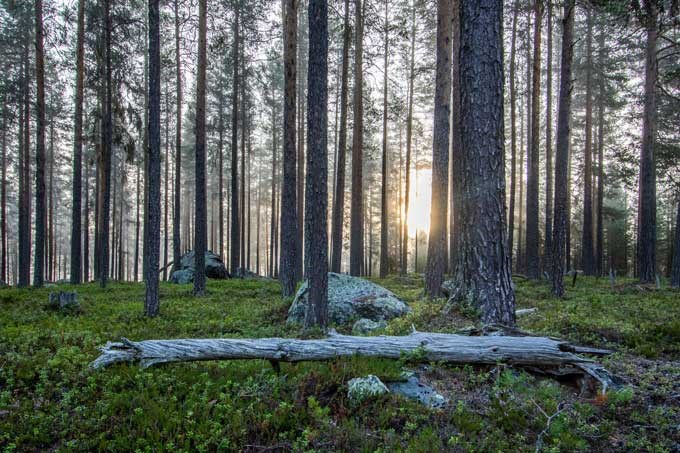 Forest environment. Photo.