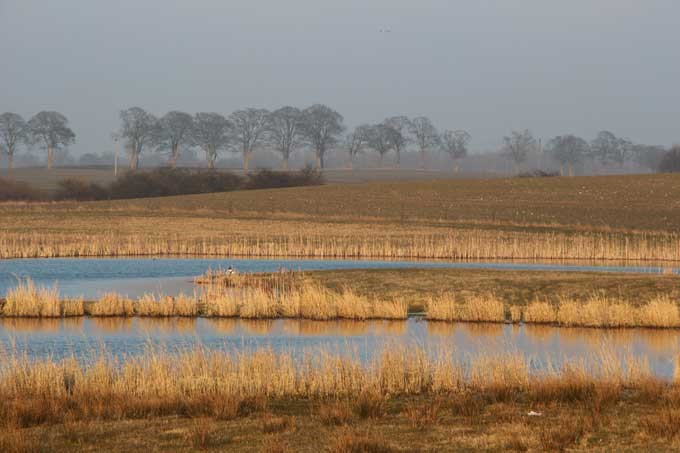 Agricultural landscape in Skåne, Photo.