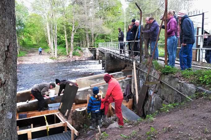 Counting om salmon juveniles. Photo.