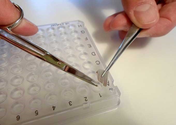 Tissue sample from fish for DNA-analysis. Photo.