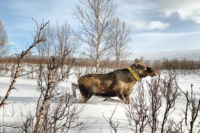 Moose in Nikkaloukta. Photo.